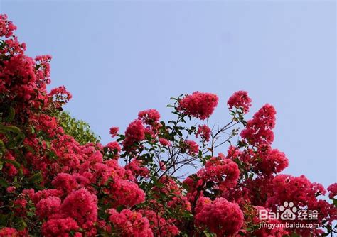 紫薇花盆栽|紫薇花怎么养？注意这几点，树形优美，夏秋繁花满树